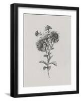 Noir Sketch - Aster-Gerard van Spaendonck-Framed Art Print