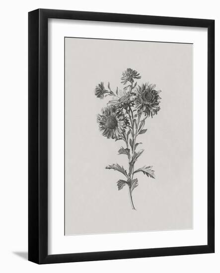 Noir Sketch - Aster-Gerard van Spaendonck-Framed Art Print