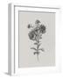 Noir Sketch - Aster-Gerard van Spaendonck-Framed Art Print