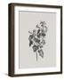 Noir Sketch - Rose Mallow-Gerard van Spaendonck-Framed Art Print