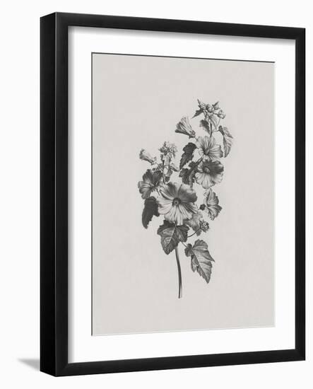 Noir Sketch - Rose Mallow-Gerard van Spaendonck-Framed Art Print