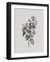 Noir Sketch - Rose Mallow-Gerard van Spaendonck-Framed Art Print