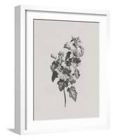 Noir Sketch - Rose Mallow-Gerard van Spaendonck-Framed Art Print