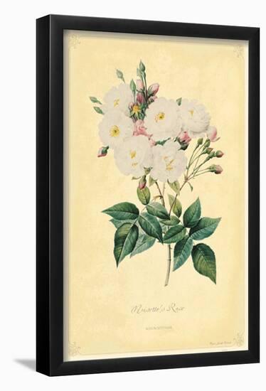 Noisette's Rose-null-Framed Poster