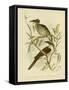 Noisy Friarbird, 1891-Gracius Broinowski-Framed Stretched Canvas