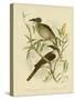 Noisy Friarbird, 1891-Gracius Broinowski-Stretched Canvas