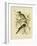 Noisy Friarbird, 1891-Gracius Broinowski-Framed Giclee Print