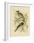 Noisy Friarbird, 1891-Gracius Broinowski-Framed Giclee Print