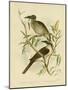 Noisy Friarbird, 1891-Gracius Broinowski-Mounted Giclee Print