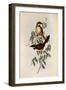 Noisy Scrub-Bird, Atrichornis Clamosus-Henry Constantine Richter-Framed Giclee Print