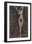 Nolly Dorey, Dancer at the Folies Bergere-null-Framed Photographic Print