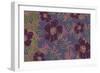 Nomad Flowers-Mindy Sommers-Framed Giclee Print