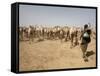 Nomadic Camel Herders Lead their Herd to a Watering Hole in Rural Somaliland, Northern Somalia-Mcconnell Andrew-Framed Stretched Canvas