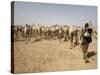 Nomadic Camel Herders Lead their Herd to a Watering Hole in Rural Somaliland, Northern Somalia-Mcconnell Andrew-Stretched Canvas