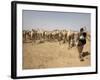 Nomadic Camel Herders Lead their Herd to a Watering Hole in Rural Somaliland, Northern Somalia-Mcconnell Andrew-Framed Photographic Print