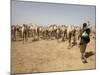 Nomadic Camel Herders Lead their Herd to a Watering Hole in Rural Somaliland, Northern Somalia-Mcconnell Andrew-Mounted Photographic Print