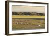 Nomadic camp and livestock, Bayandalai district, South Gobi province, Mongolia, Central Asia, Asia-Francesco Vaninetti-Framed Photographic Print