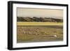 Nomadic camp and livestock, Bayandalai district, South Gobi province, Mongolia, Central Asia, Asia-Francesco Vaninetti-Framed Photographic Print