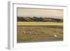 Nomadic camp and livestock, Bayandalai district, South Gobi province, Mongolia, Central Asia, Asia-Francesco Vaninetti-Framed Photographic Print