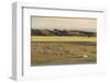 Nomadic camp and livestock, Bayandalai district, South Gobi province, Mongolia, Central Asia, Asia-Francesco Vaninetti-Framed Photographic Print