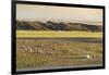 Nomadic camp and livestock, Bayandalai district, South Gobi province, Mongolia, Central Asia, Asia-Francesco Vaninetti-Framed Photographic Print