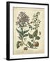 Non-Embellish Enchanted Garden II-Sydenham Teast Edwards-Framed Art Print