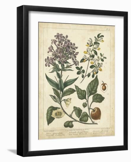 Non-Embellish Enchanted Garden II-Sydenham Teast Edwards-Framed Art Print
