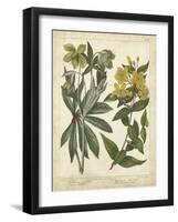 Non-Embellish Enchanted Garden III-Sydenham Teast Edwards-Framed Art Print