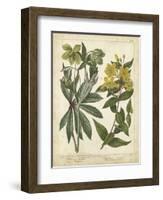 Non-Embellish Enchanted Garden III-Sydenham Teast Edwards-Framed Art Print