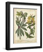 Non-Embellish Enchanted Garden III-Sydenham Teast Edwards-Framed Art Print