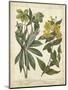 Non-Embellish Enchanted Garden III-Sydenham Teast Edwards-Mounted Art Print