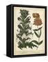 Non-Embellish Enchanted Garden IV-Sydenham Teast Edwards-Framed Stretched Canvas