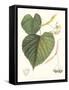 Non-embellished American Linden-Sprague-Framed Stretched Canvas