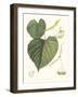 Non-embellished American Linden-Sprague-Framed Art Print