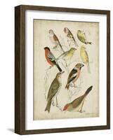 Non-Embellished Avian Gathering II-G. Lubbert-Framed Art Print