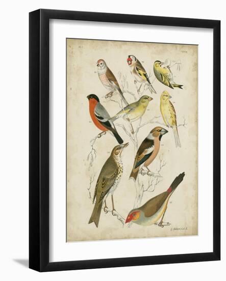 Non-Embellished Avian Gathering II-G. Lubbert-Framed Art Print