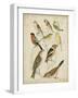 Non-Embellished Avian Gathering II-G. Lubbert-Framed Art Print