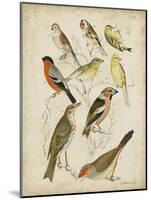 Non-Embellished Avian Gathering II-G. Lubbert-Mounted Art Print