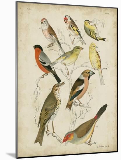 Non-Embellished Avian Gathering II-G. Lubbert-Mounted Art Print