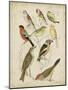 Non-Embellished Avian Gathering II-G. Lubbert-Mounted Art Print