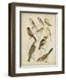 Non-Embellished Avian Gathering II-G. Lubbert-Framed Art Print