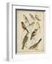 Non-Embellished Avian Gathering II-G. Lubbert-Framed Art Print