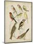 Non-Embellished Avian Gathering II-G. Lubbert-Mounted Art Print