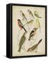 Non-Embellished Avian Gathering II-G. Lubbert-Framed Stretched Canvas