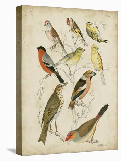 Non-Embellished Avian Gathering II-G. Lubbert-Stretched Canvas