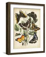 Non-Embellished Butterfly Haven II-Vision Studio-Framed Art Print