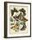 Non-Embellished Butterfly Haven II-Vision Studio-Framed Art Print