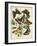 Non-Embellished Butterfly Haven II-Vision Studio-Framed Art Print