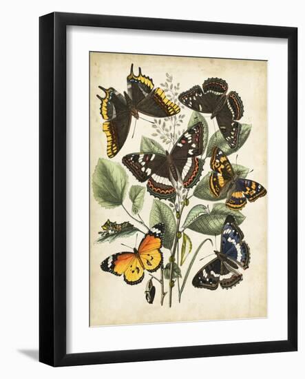 Non-Embellished Butterfly Haven II-Vision Studio-Framed Art Print