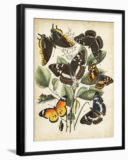 Non-Embellished Butterfly Haven II-Vision Studio-Framed Art Print